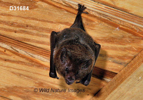 Glossophaga soricina, Pallas's Long-tongued Bat